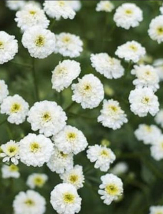 Plant Guide: Feverfew