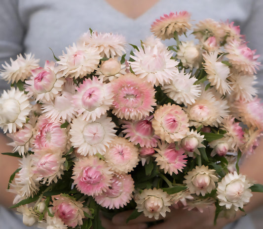 Plant Guide: Strawflower