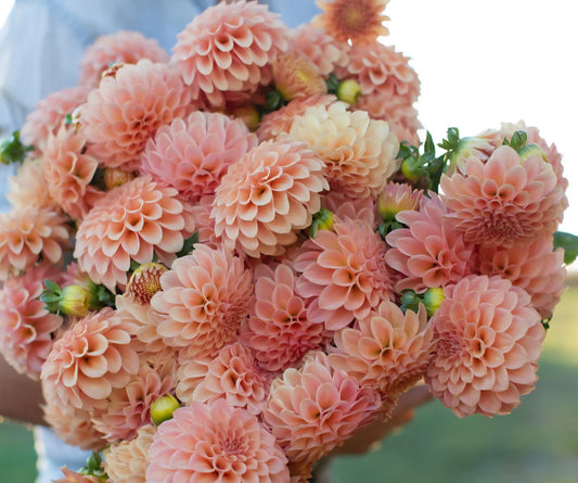 Plant Guide: Dahlias