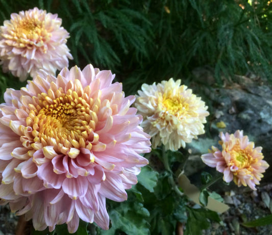 Plant Guide: Chrysanthemum
