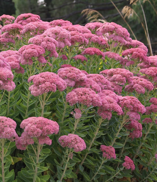 Plant Guide: Upright Sedum