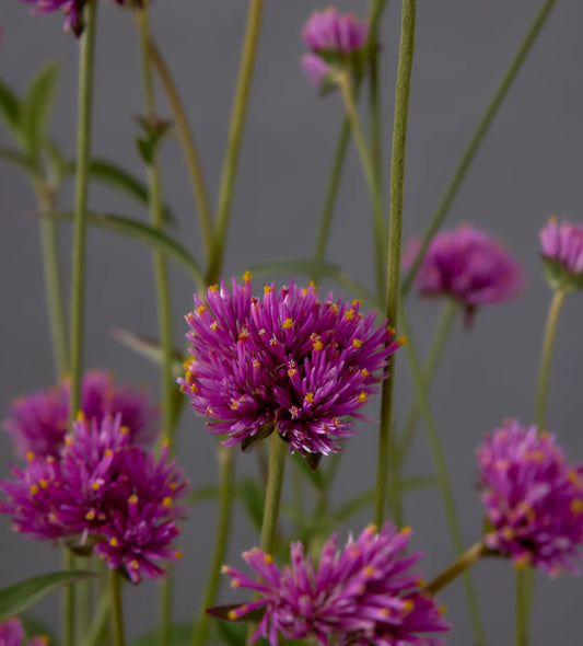 Plant Guide: Gomphrena