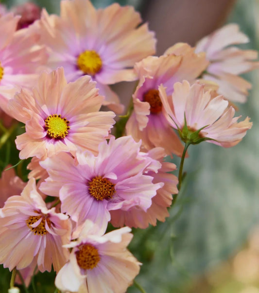 Plant Guide: Cosmos