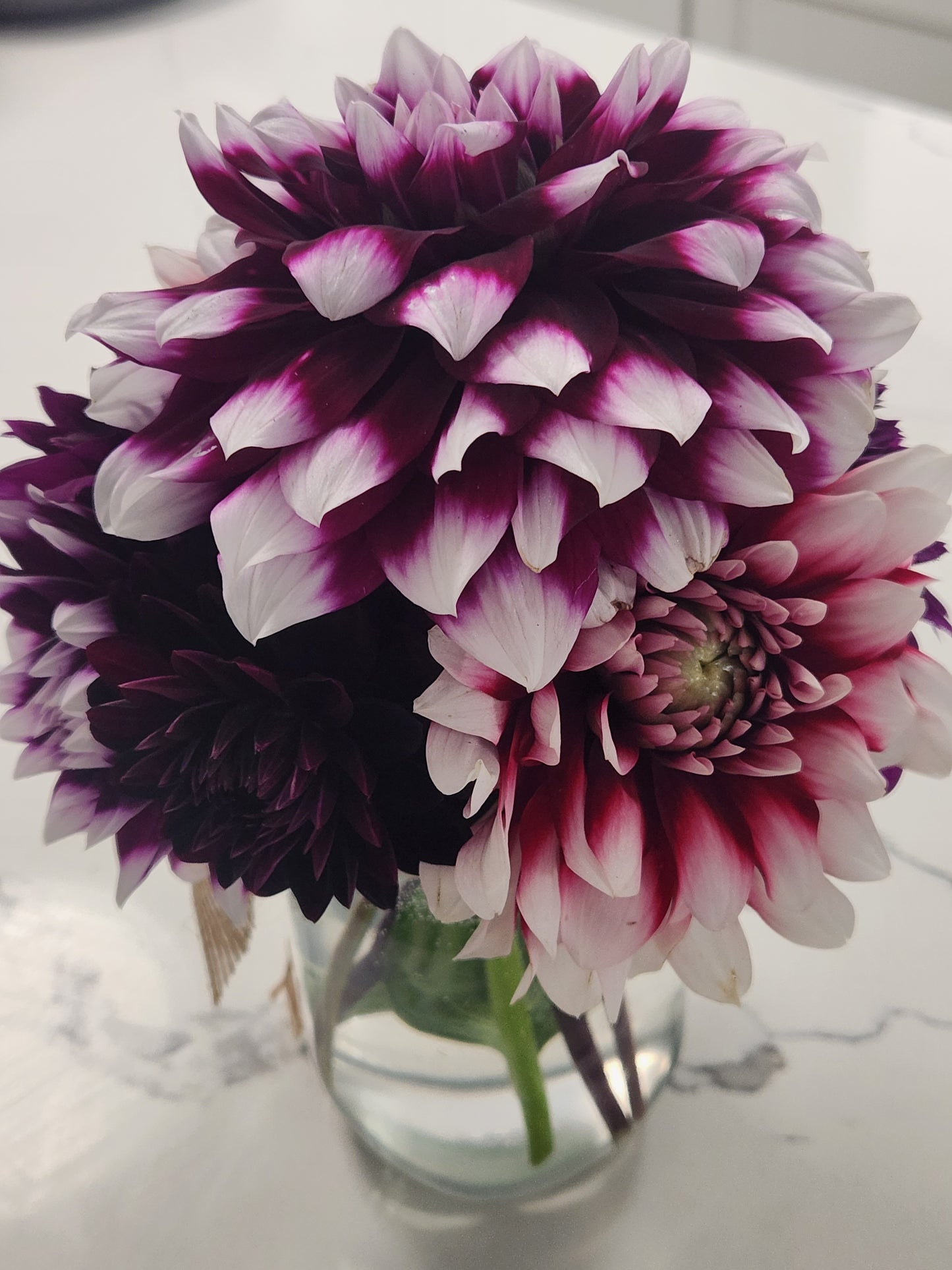 Tuber: Dahlia Mystery Day - Ships Nov 14th 2023