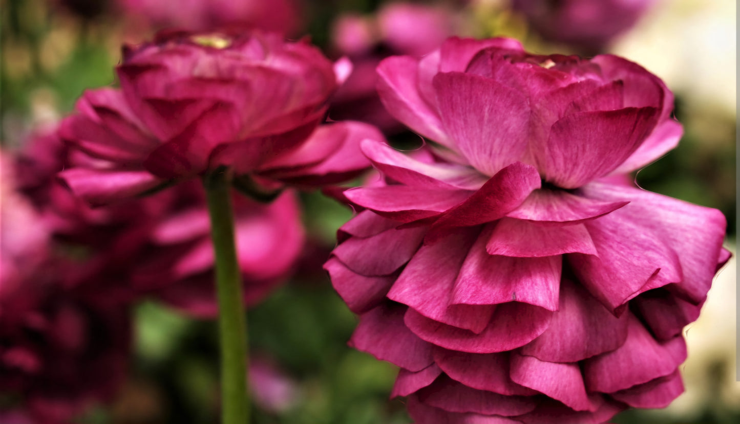 Tecolote Merlot Ranunculus Corms
