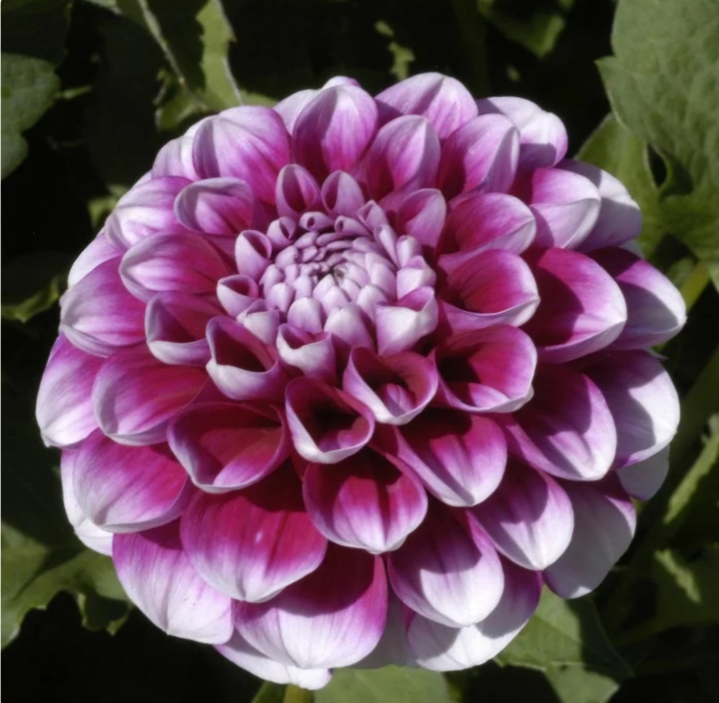B-Man Dahlia Tuber