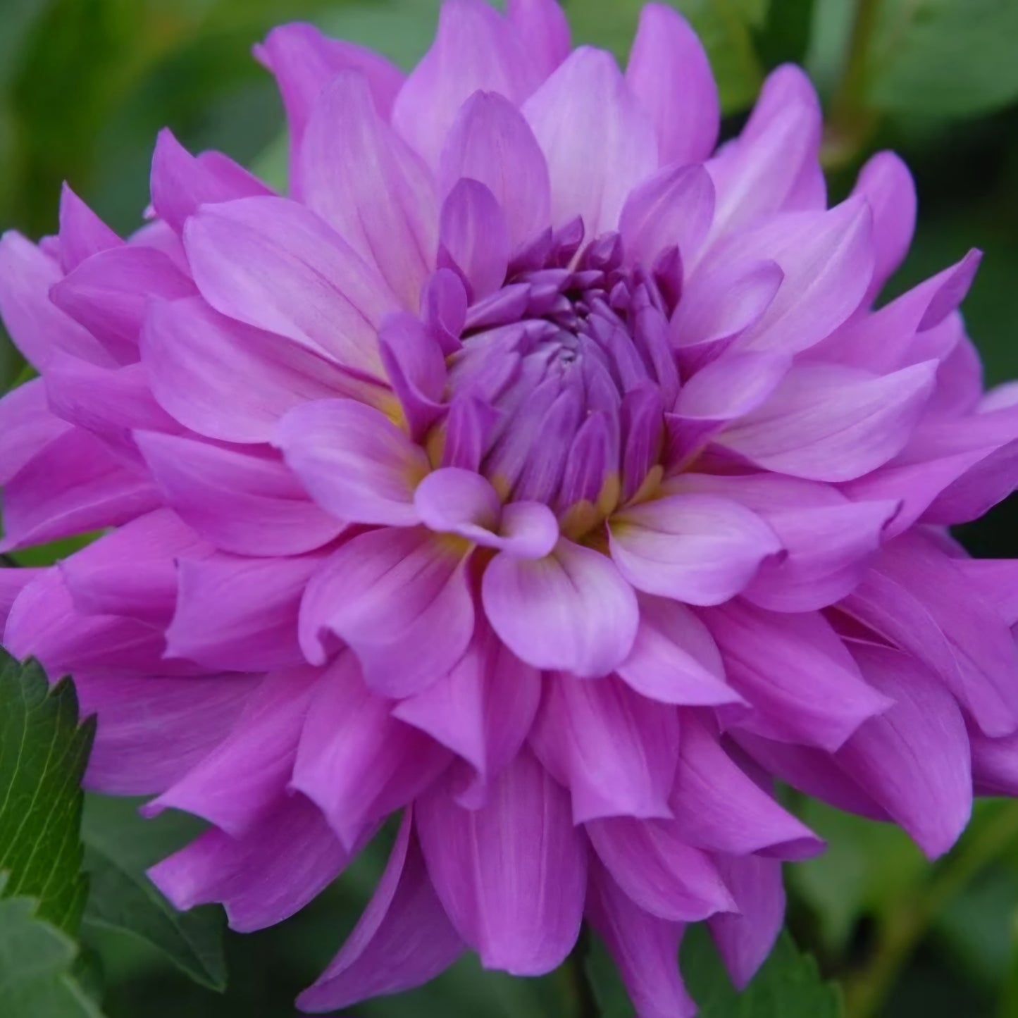 Bluetiful Dahlia Tuber