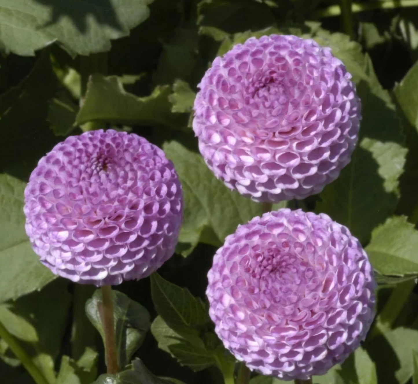 Frank Holmes Dahlia Tuber