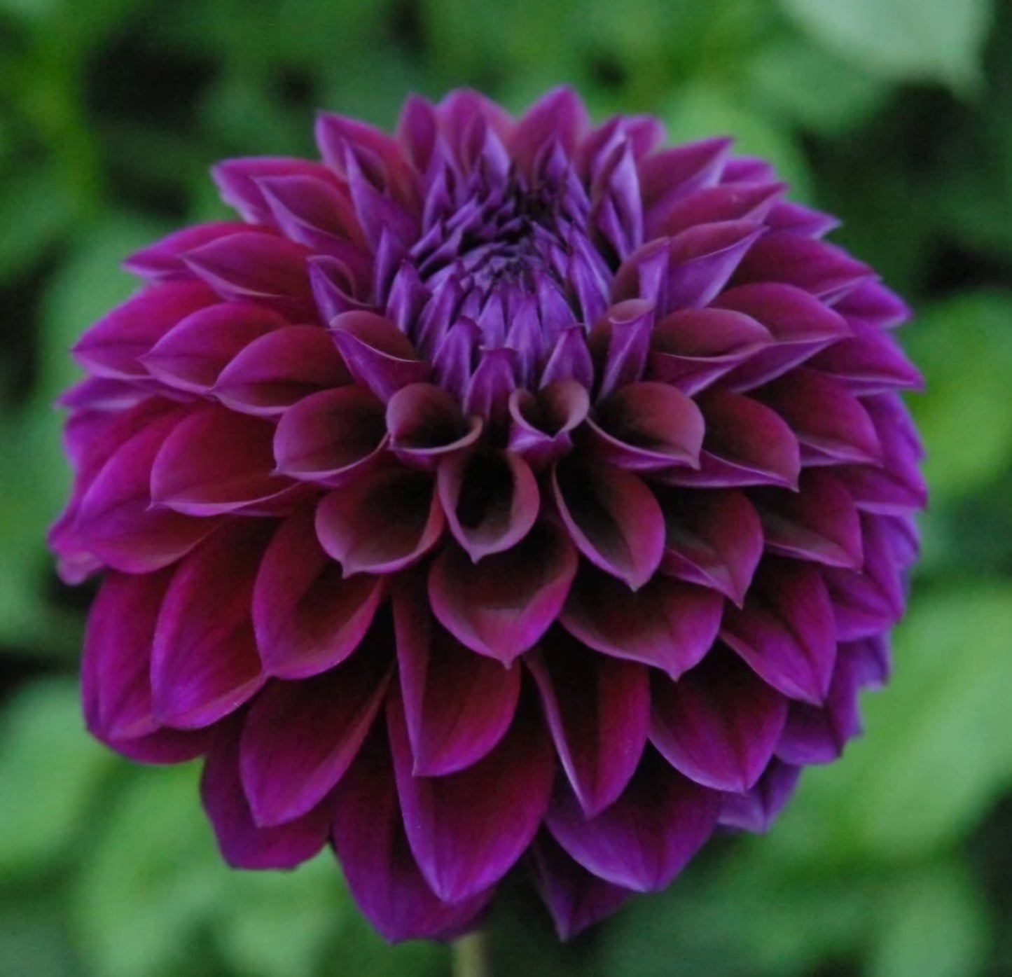 Diva Dahlia Tuber