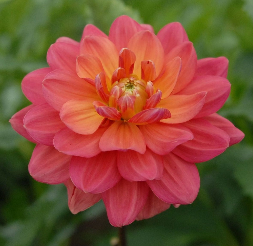 Dahlia Tuber Lora Ashley