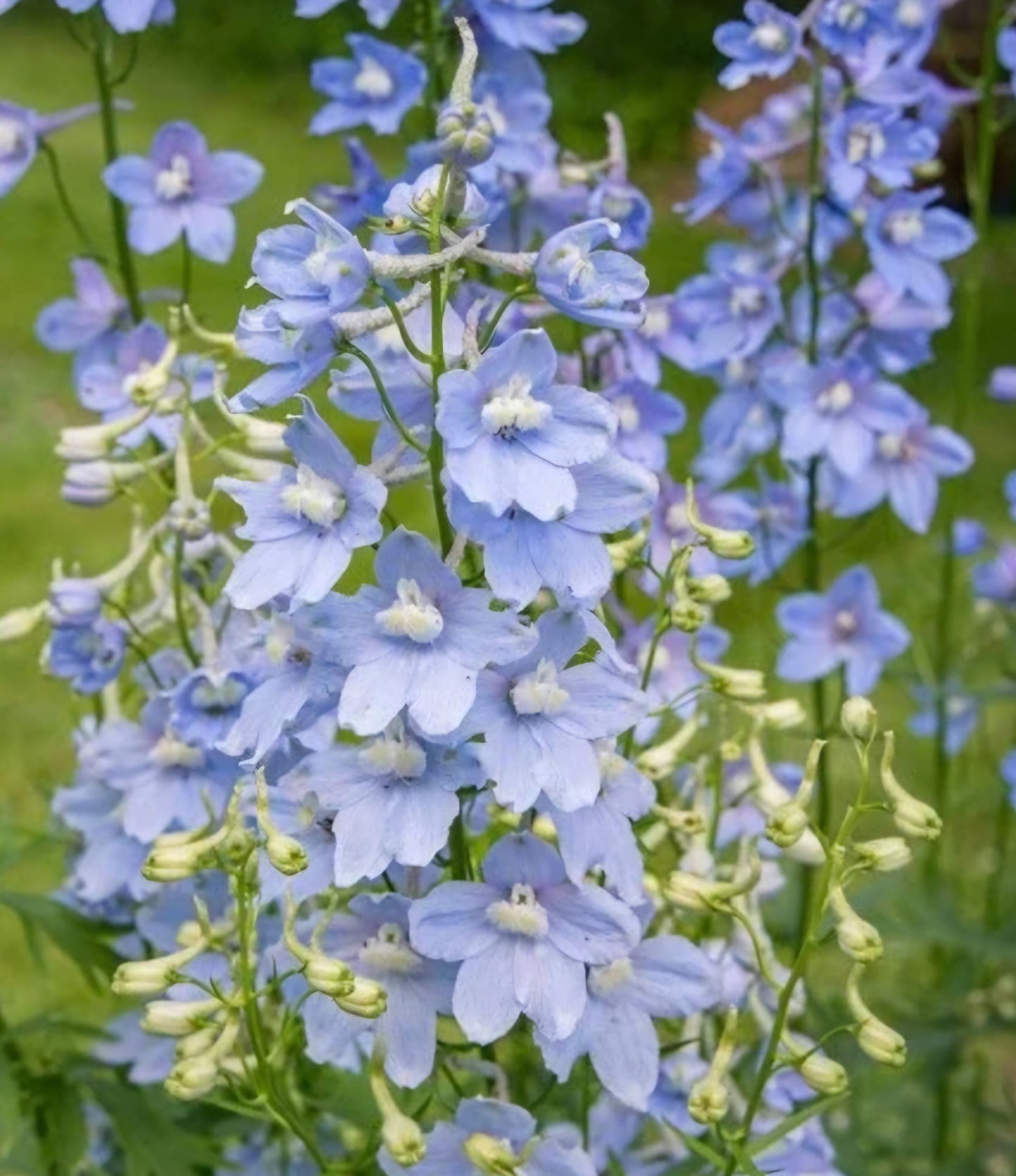 Delphinium Cliveden Beauty Plugs