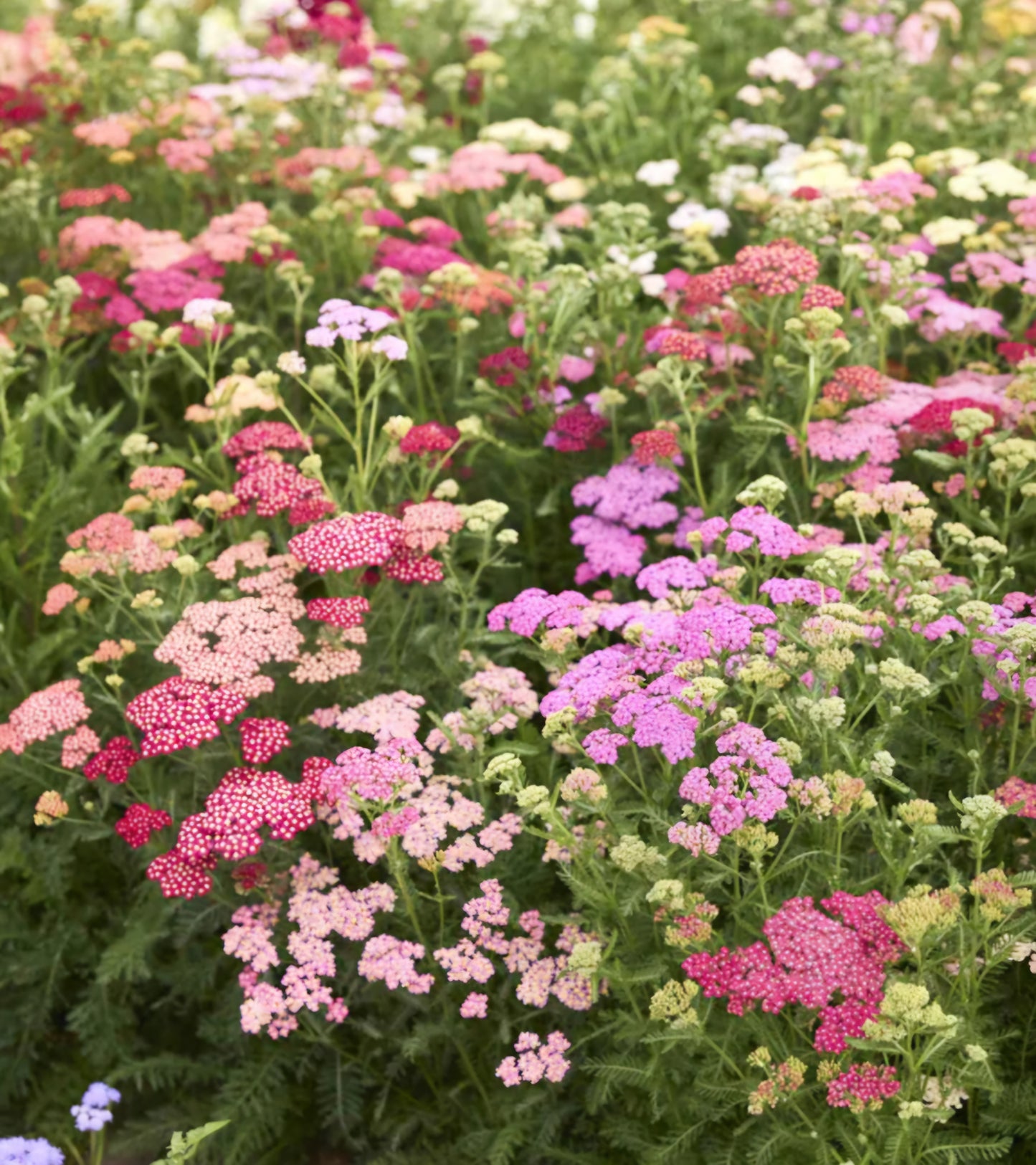 Yarrow Summer Pastels Plugs