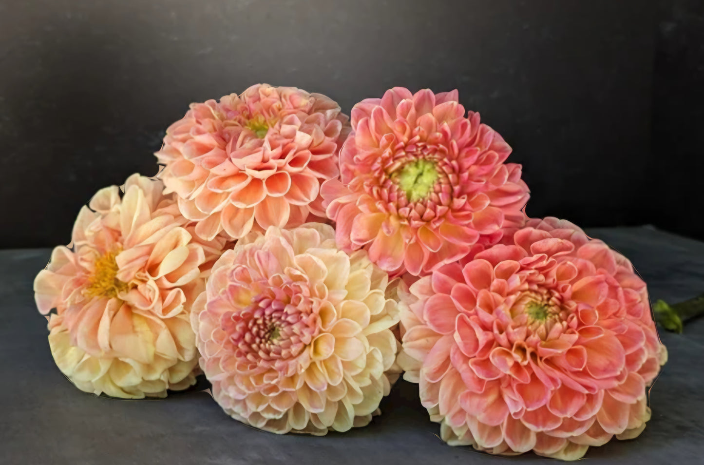 Crichton Honey Dahlia Cutting Plug