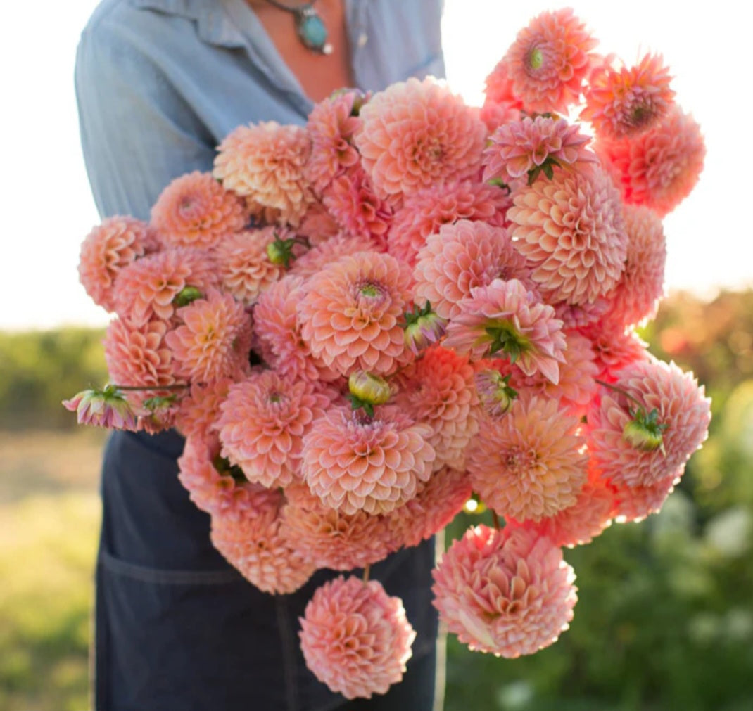Joey Nickey Dahlia Tuber