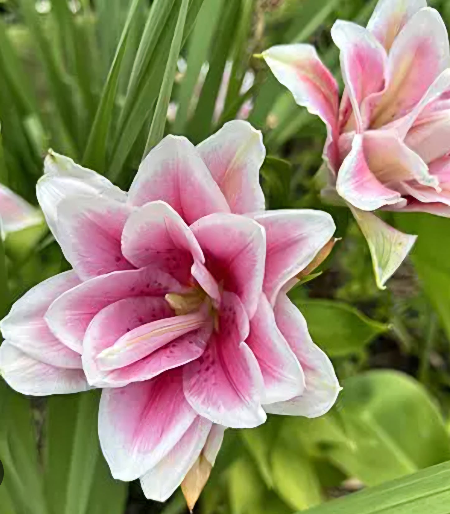 Roselily Mikaela Oriental Lily Bulbs (5)