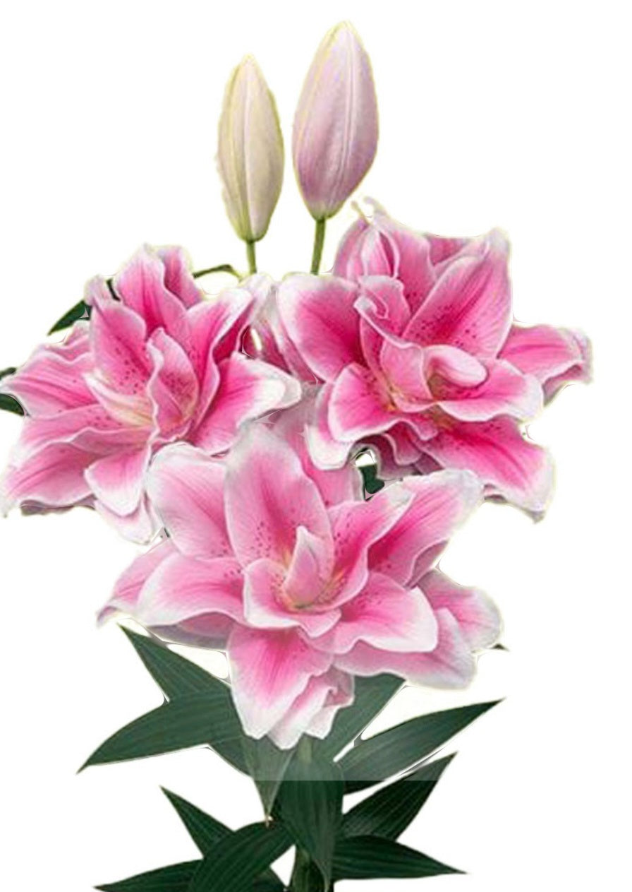 Roselily Mikaela Oriental Lily Bulbs (5)
