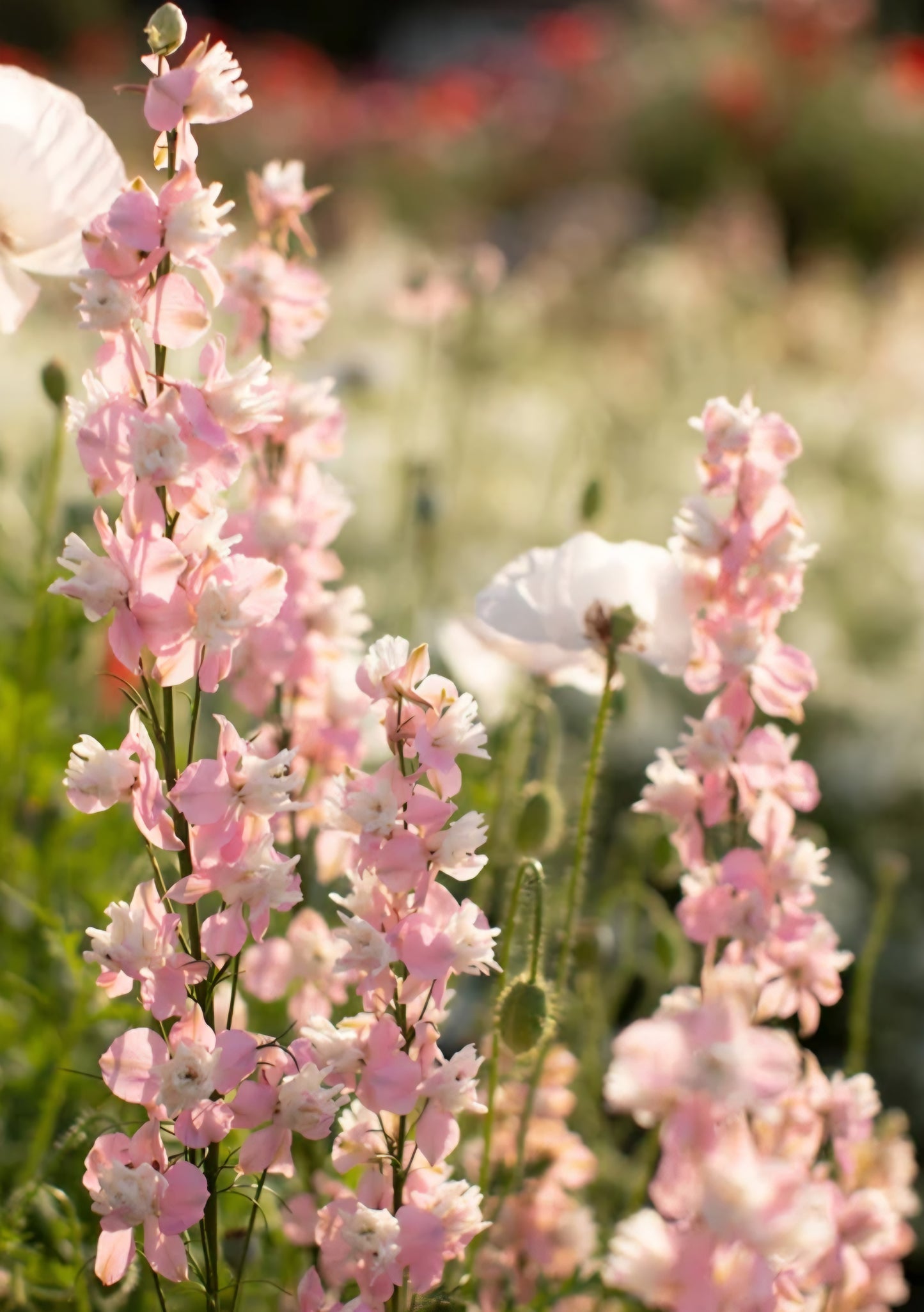Larkspur QIS Light Pink Plugs