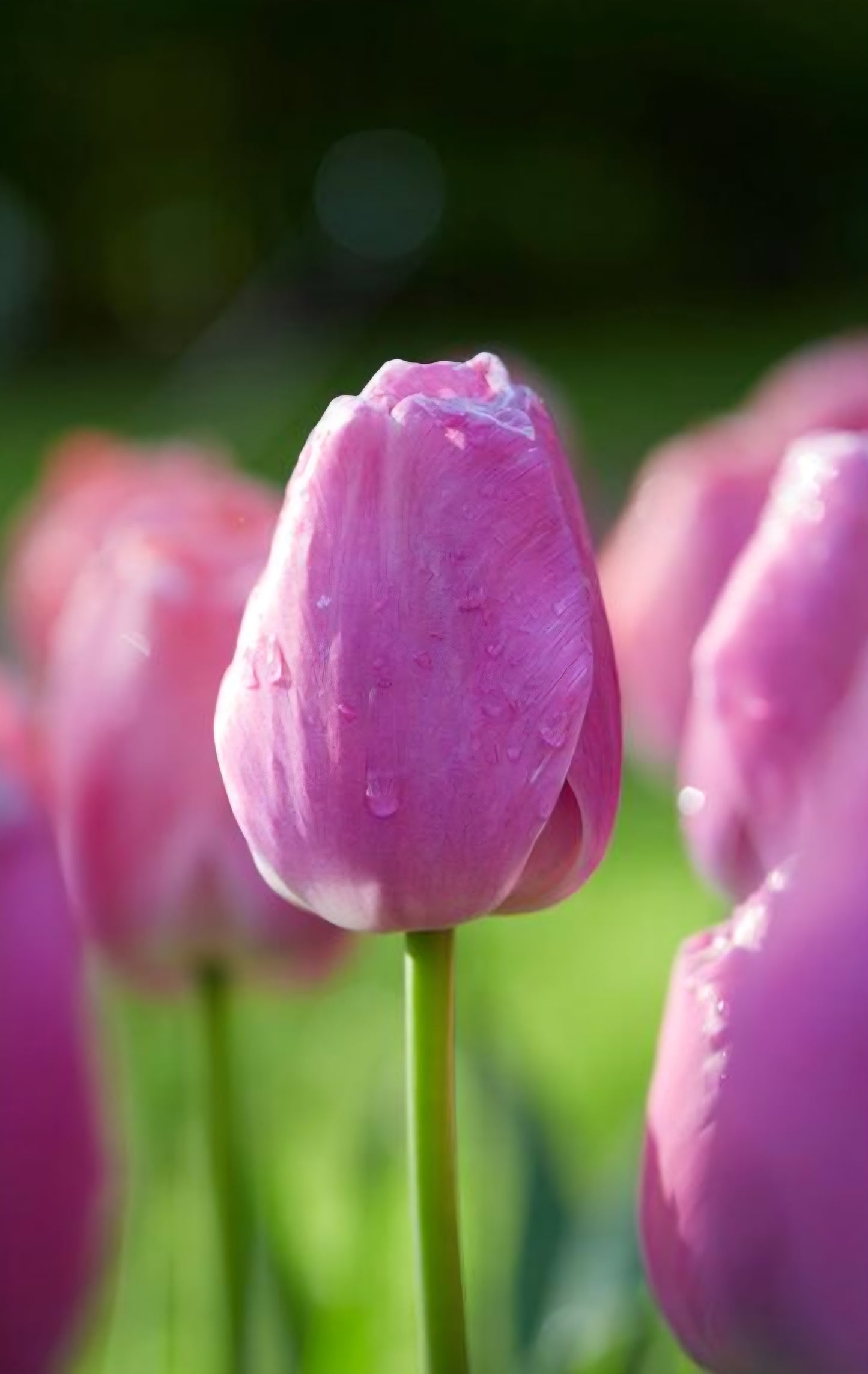 Purple Pride Darwin Hybrid Tulip Bulbs (10)
