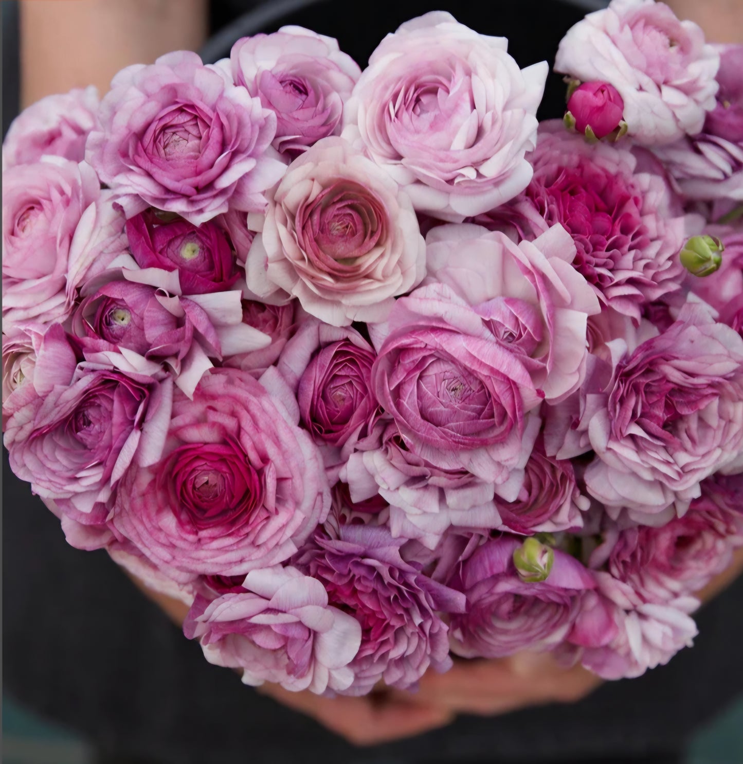 Amandine Purple Jean Ranunculus Corms