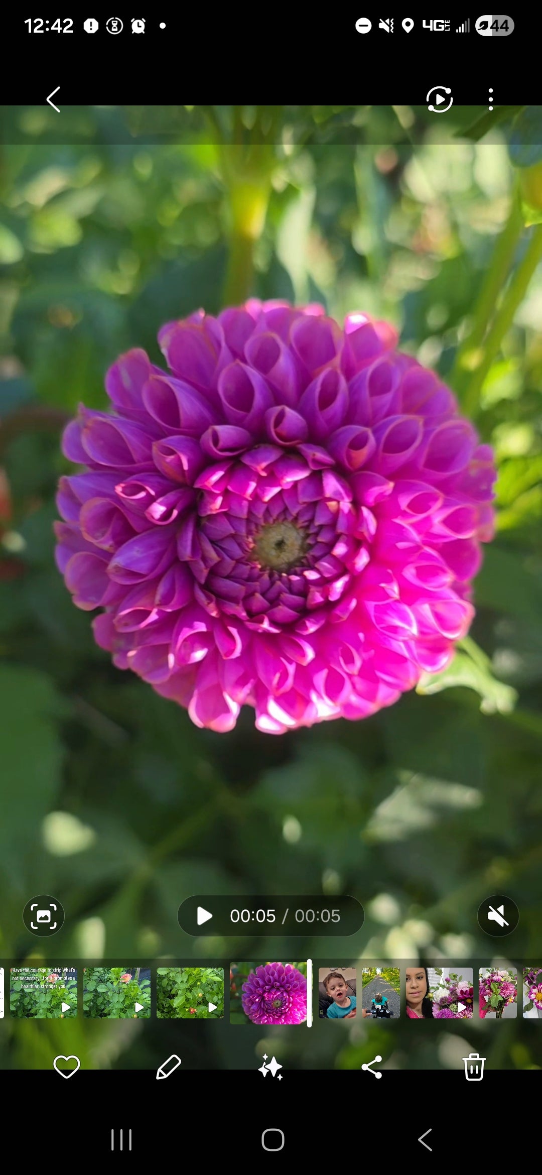 Isabel Dahlia Tuber