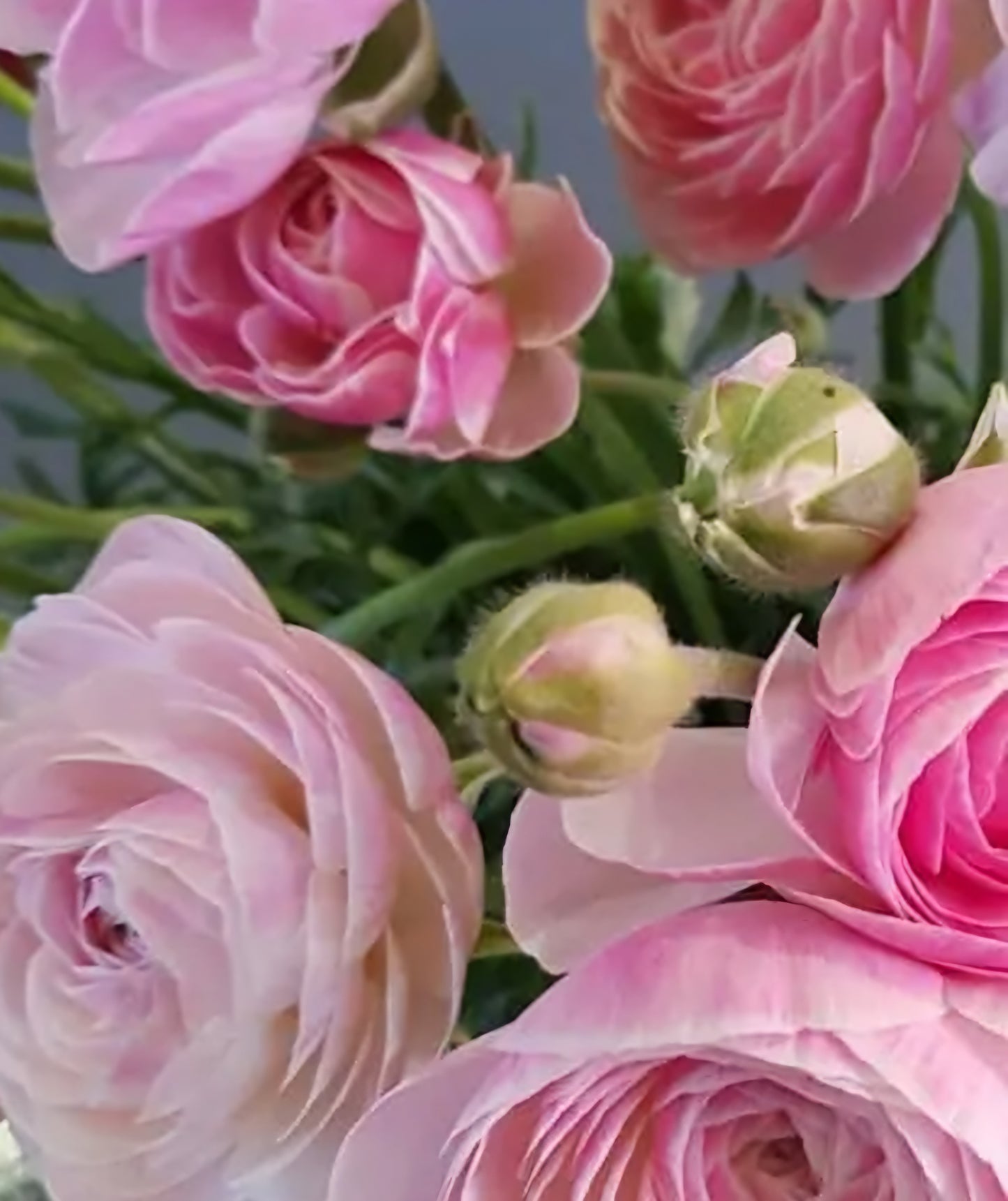 Pre-sprouted Porcelain Amadine Ranunculus Corms
