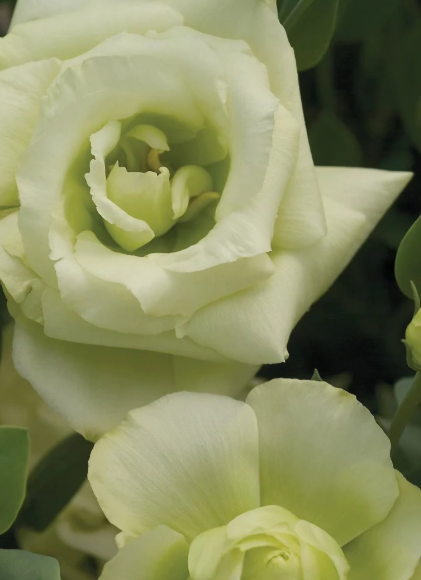 Lisianthus Mariachi Lime Green II Plugs