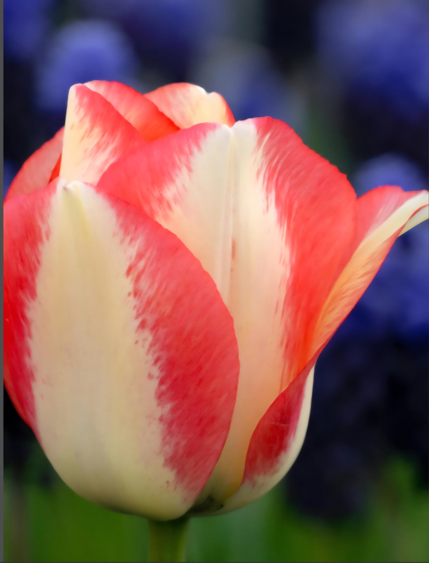 Spryng Sunrise Tulip