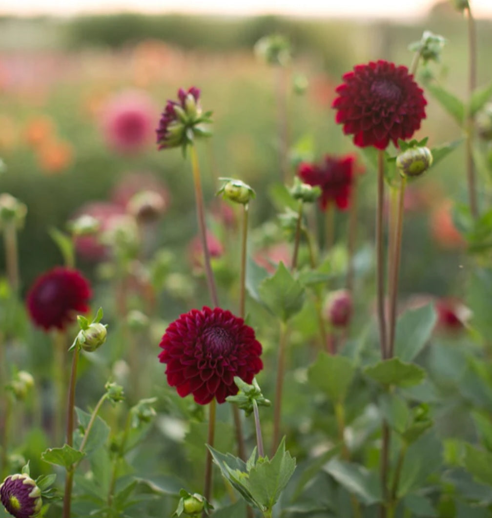 Ivanetti Dahlia Tuber