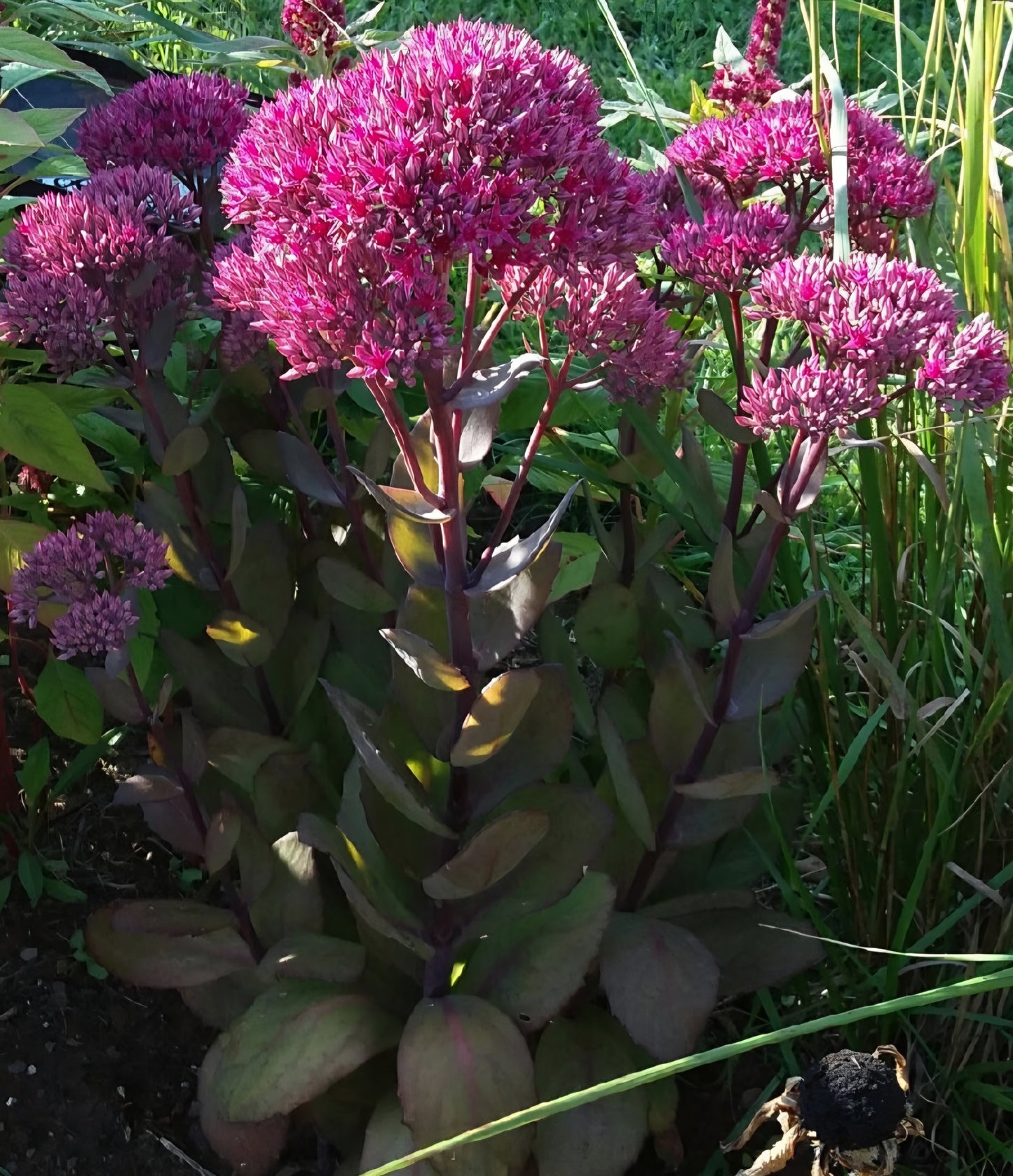 Sedum Thunderhead Size #1 Root