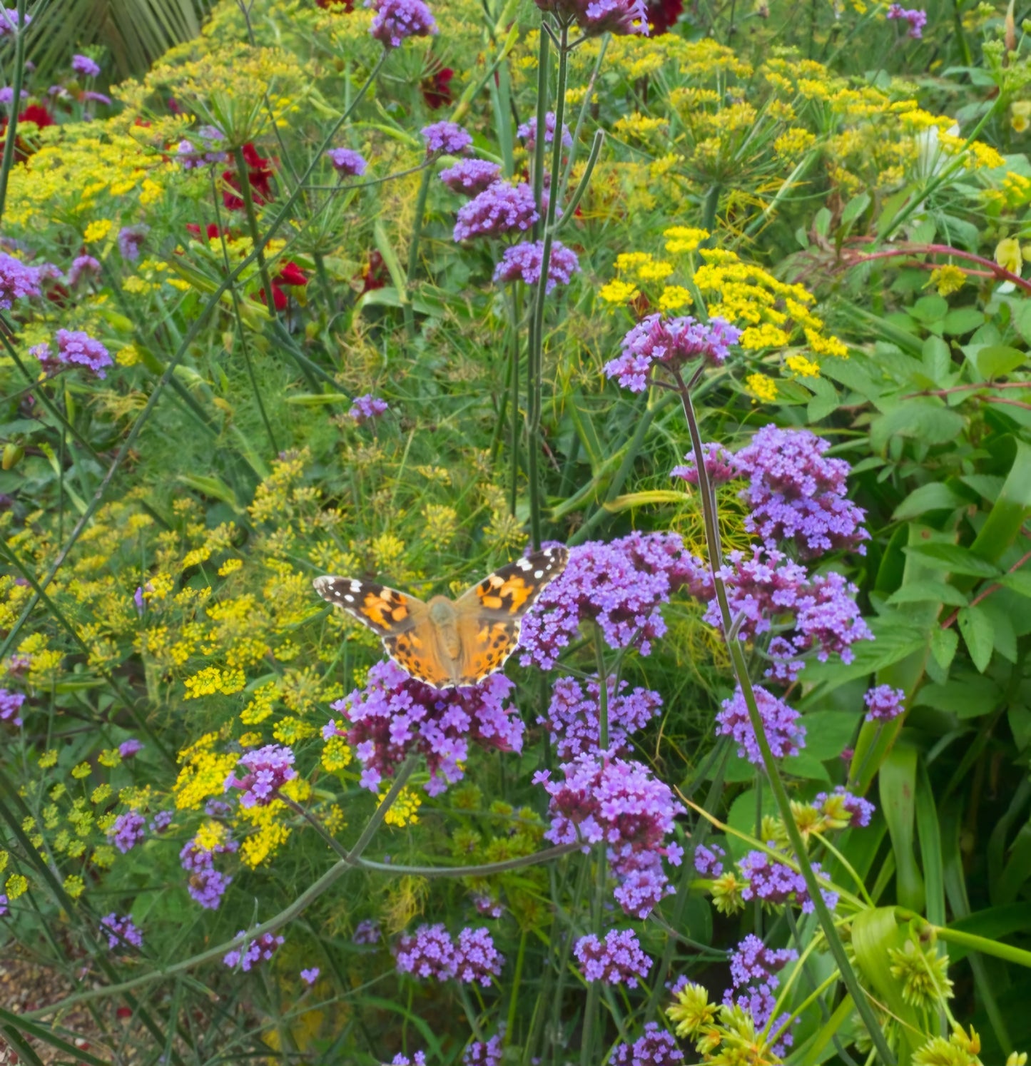 Verbena Bonariensis Purpletop Vervain
