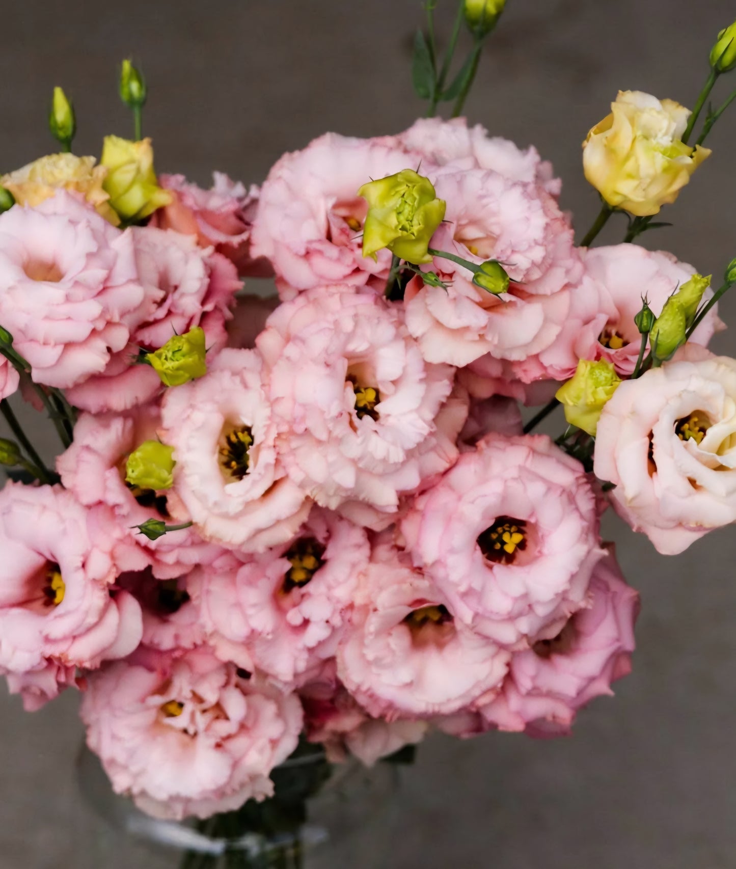 Lisianthus Corelli Apricot Plugs