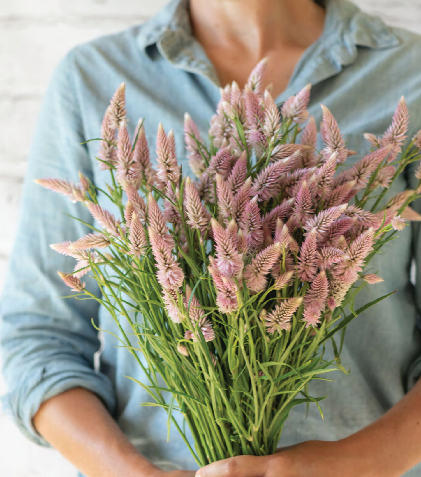 Flamingo Feather Celosia Plugs