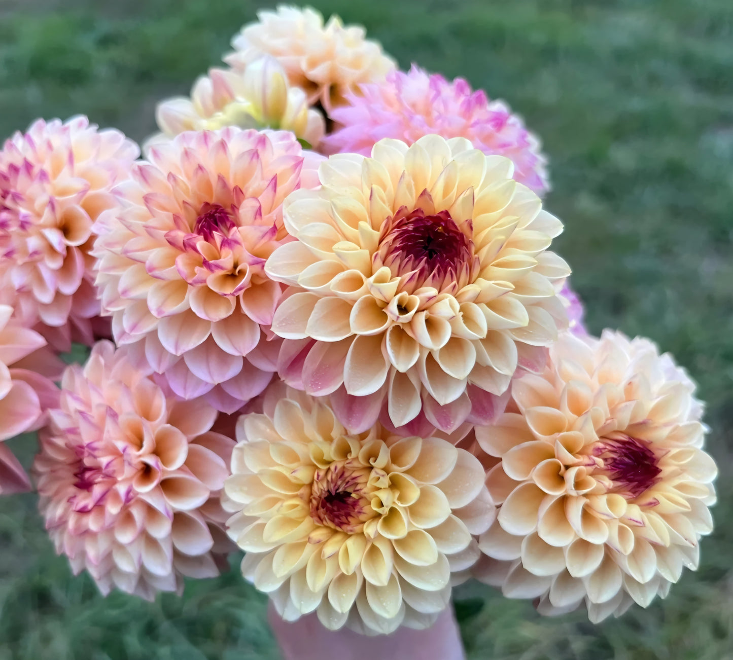 Wine Eyed Jill Dahlia Tuber