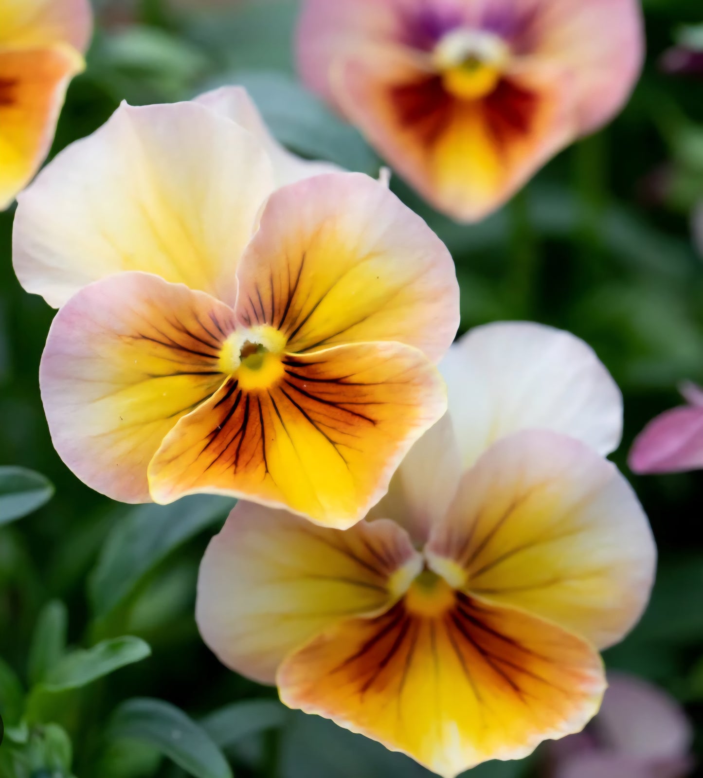 Viola Antique Shades Pansy Plugs