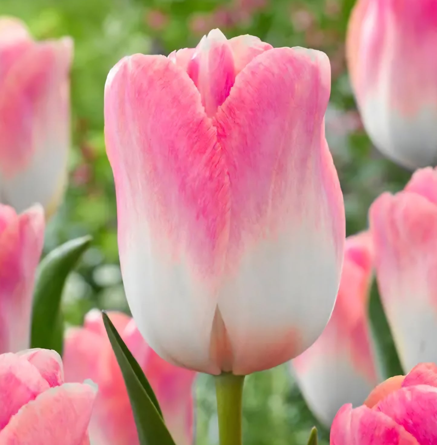 Kunyun Darwin Hybrid Tulip
