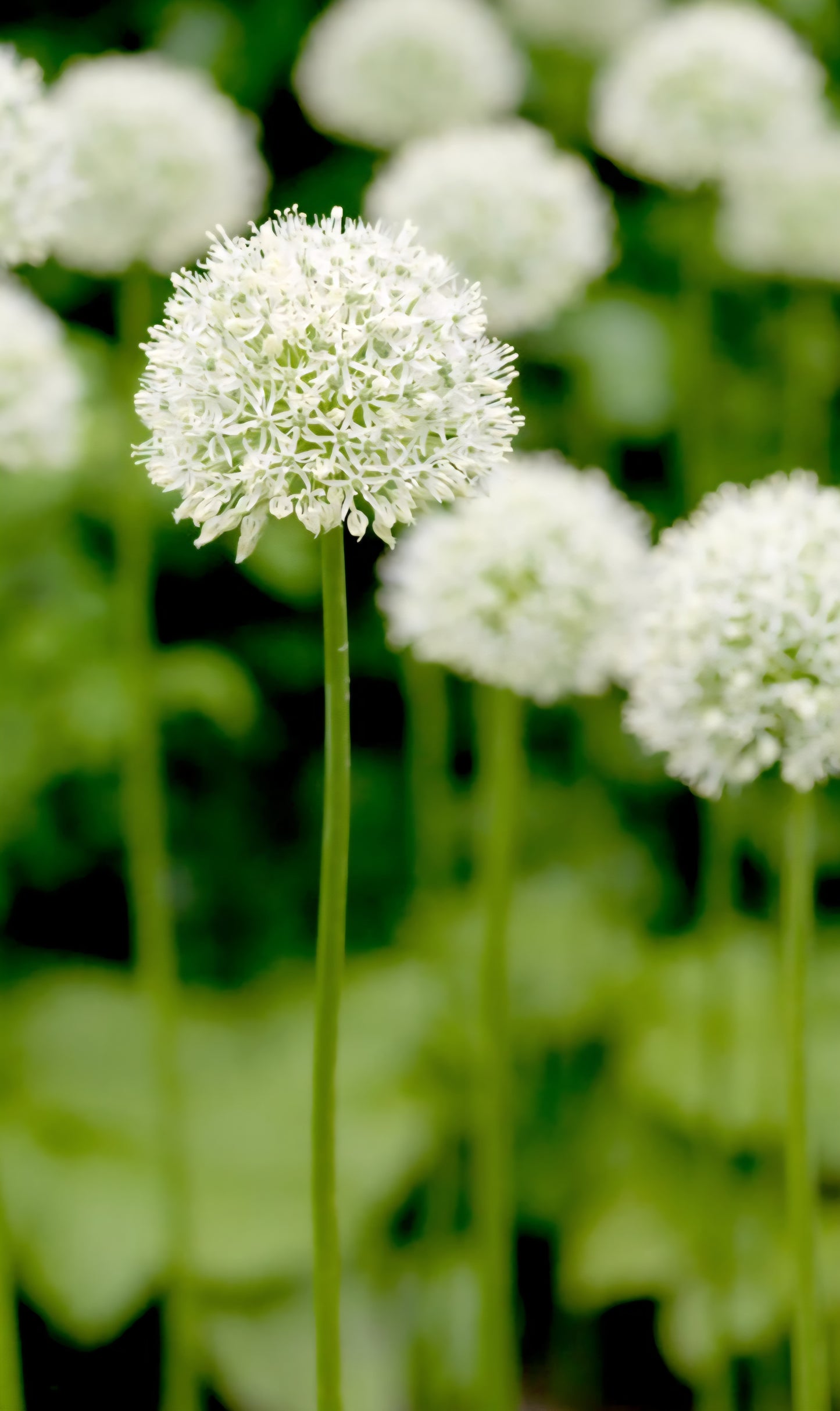 White Giant Allium Mount Everest Bulbs