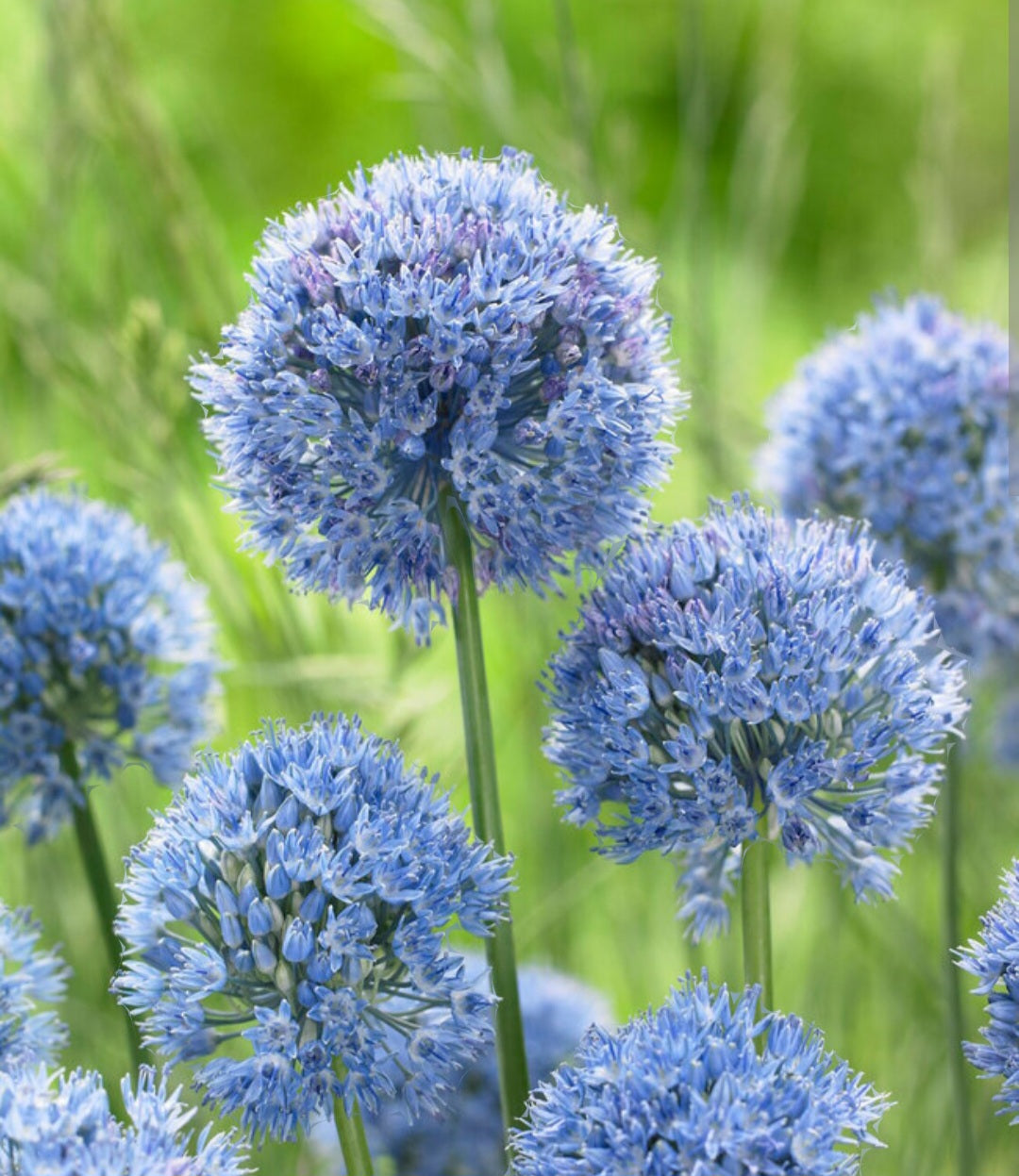 Allium Bulbs Azureum