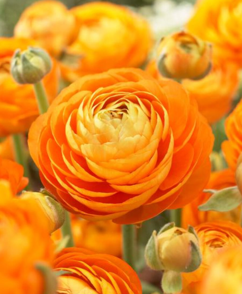 Aviv Orange Ranunculus Corms