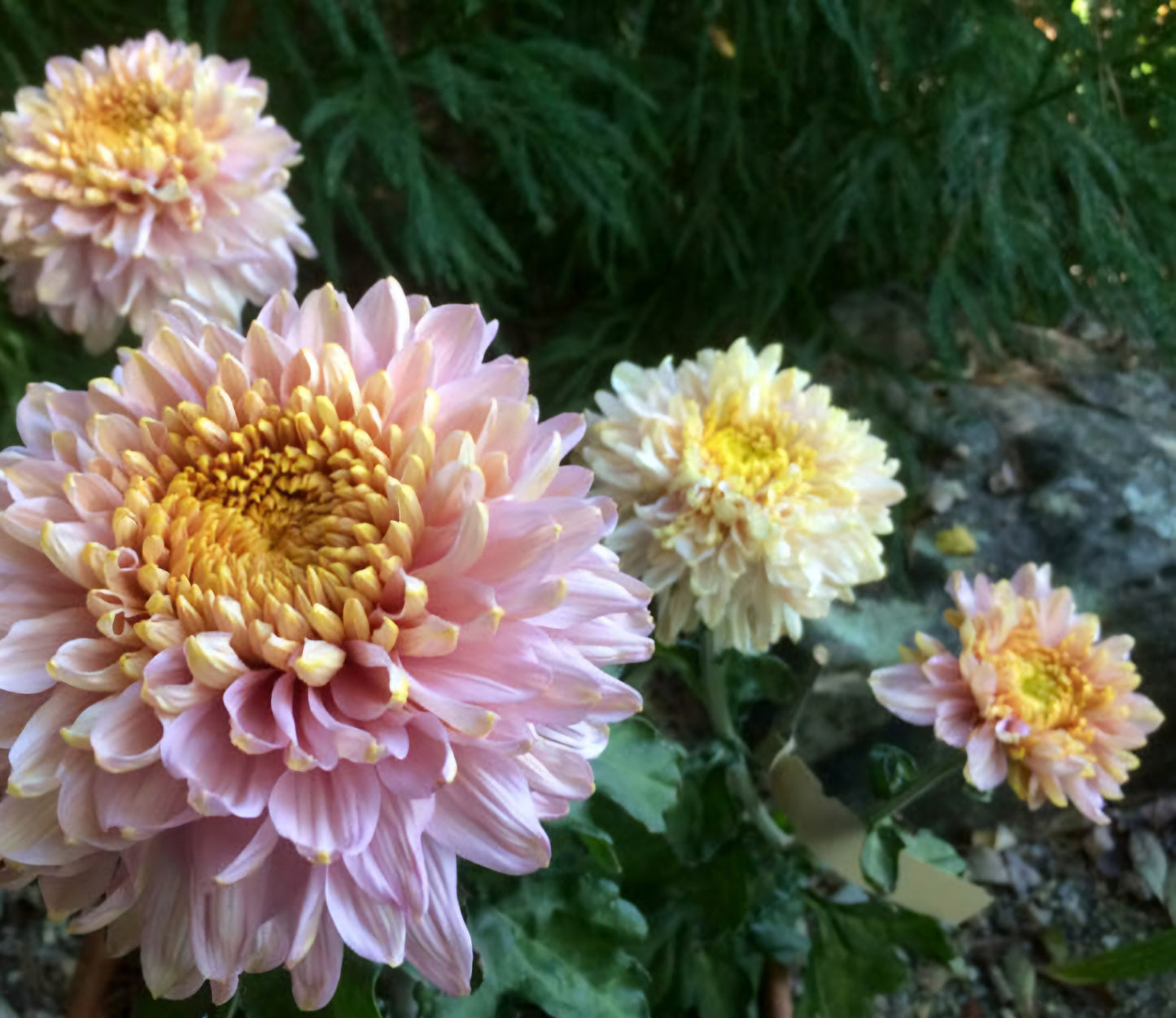 Heirloom Chrysanthemum Pink Anderton Plugs (3)