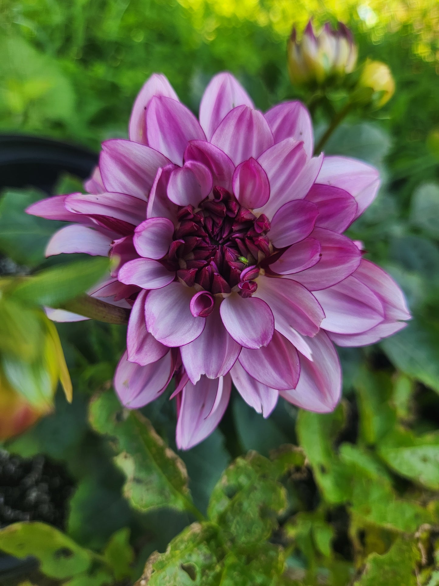 Dahlia Tuber Creme de Casis