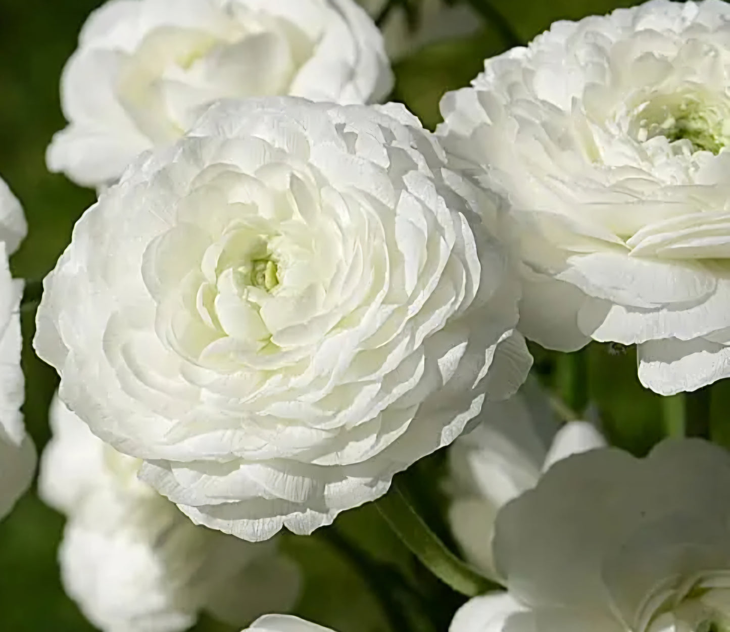 White Tecolote Corms (10)