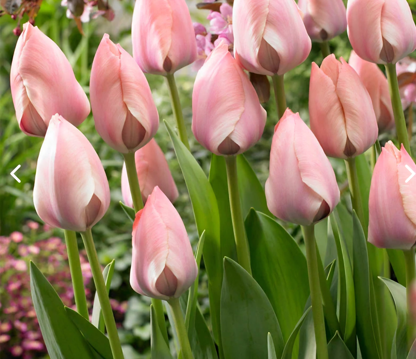 Salmon Van Eijk Darwin Hybrid Tulip Bulbs (10)