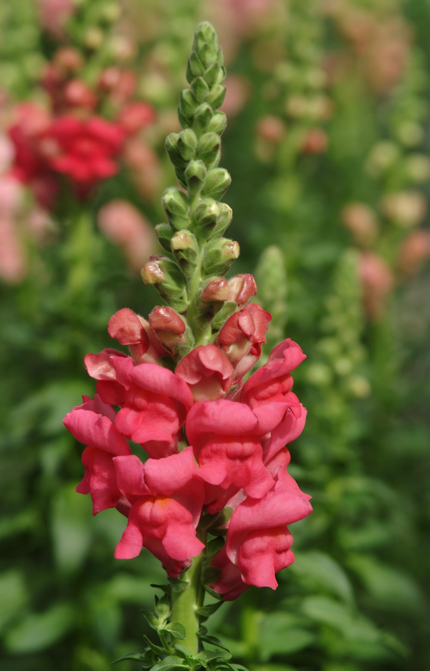 Potomac Cherry Rose Snapdragon Plugs