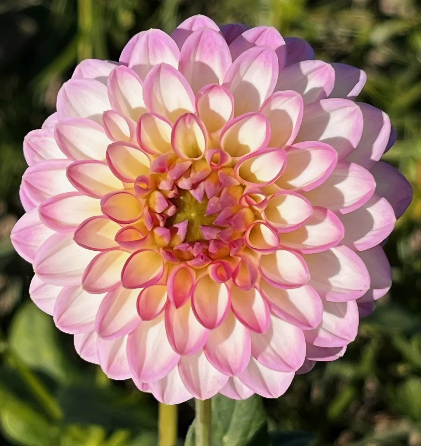 Arbatrax Dahlia Tuber