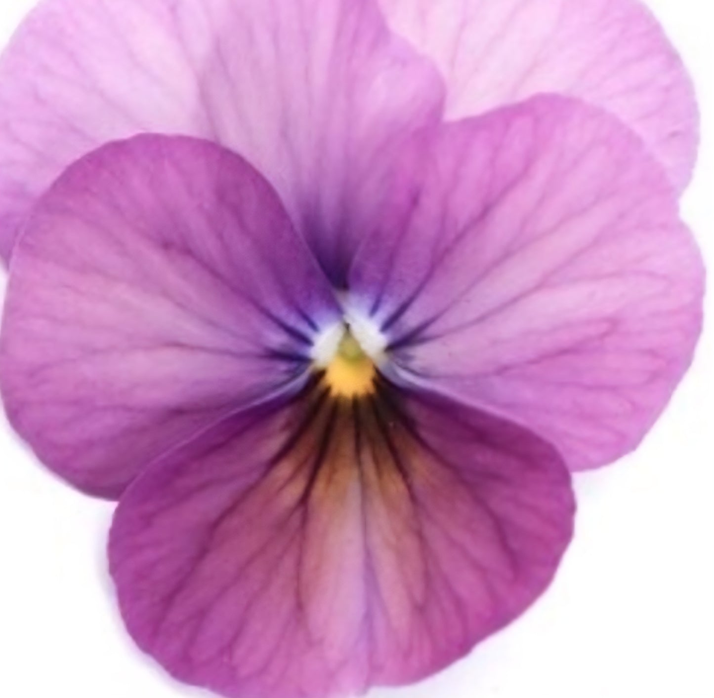 Viola Floral Power Plum Antique Shades Pansy Plugs