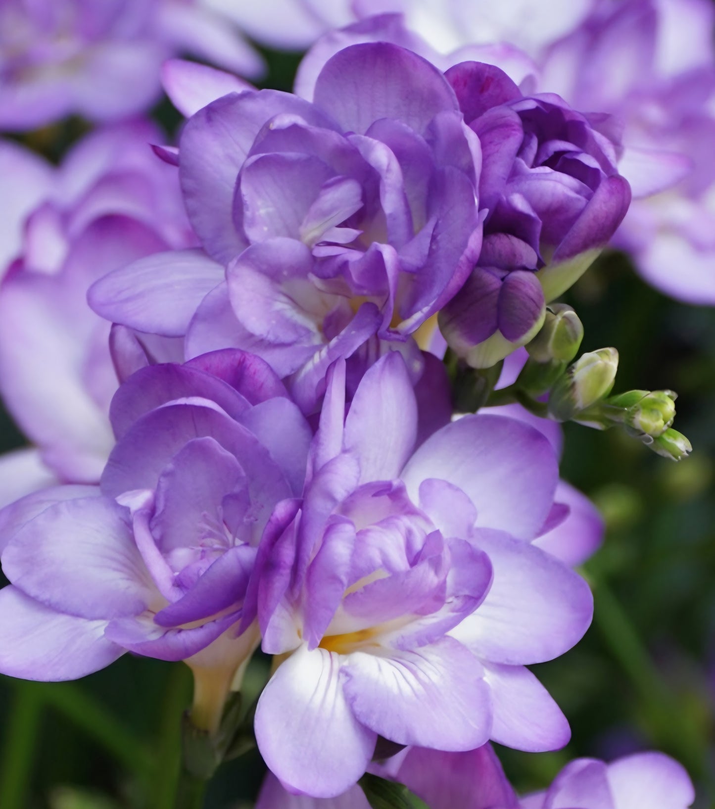 Freesia Double Biscaya Bulbs (10)