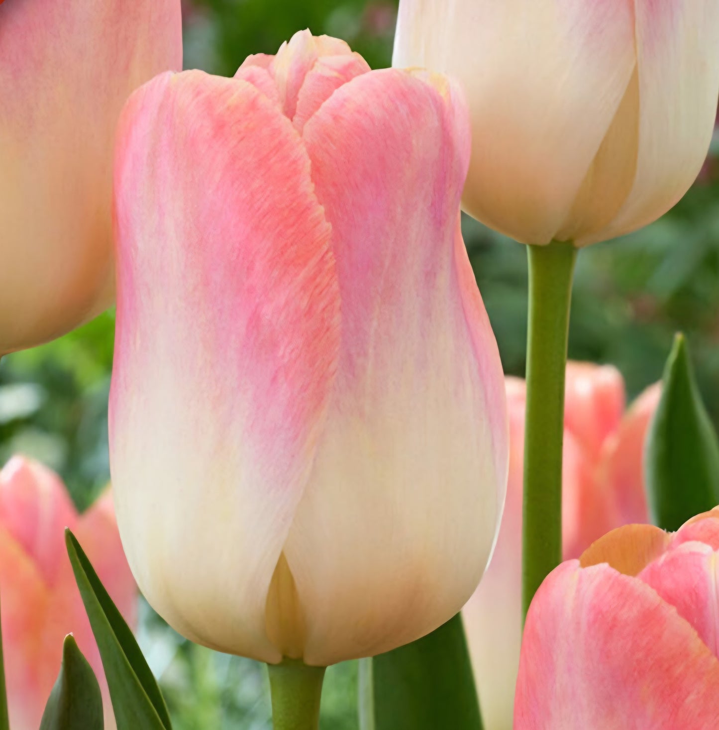 Kunyun Darwin Hybrid Tulip