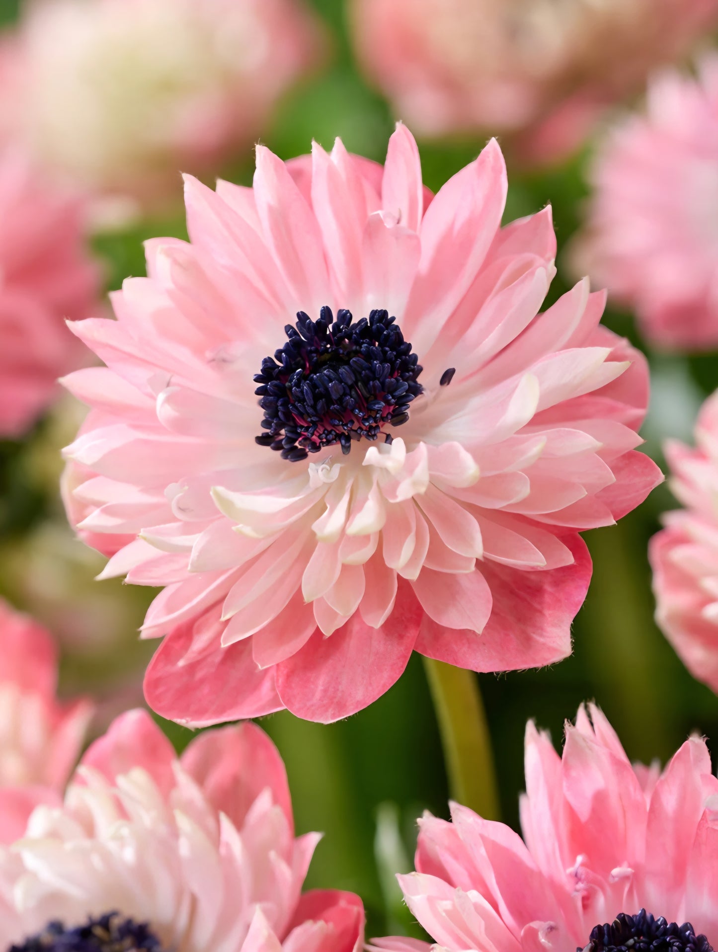 Anemone Fullstar Strawberry (10)