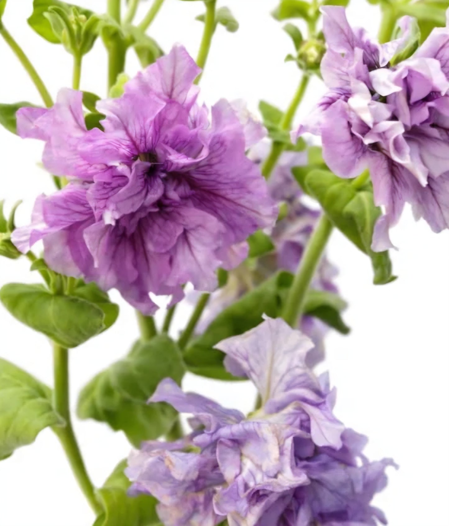 Italian Petunia Doppio Allegretto Mix Plugs