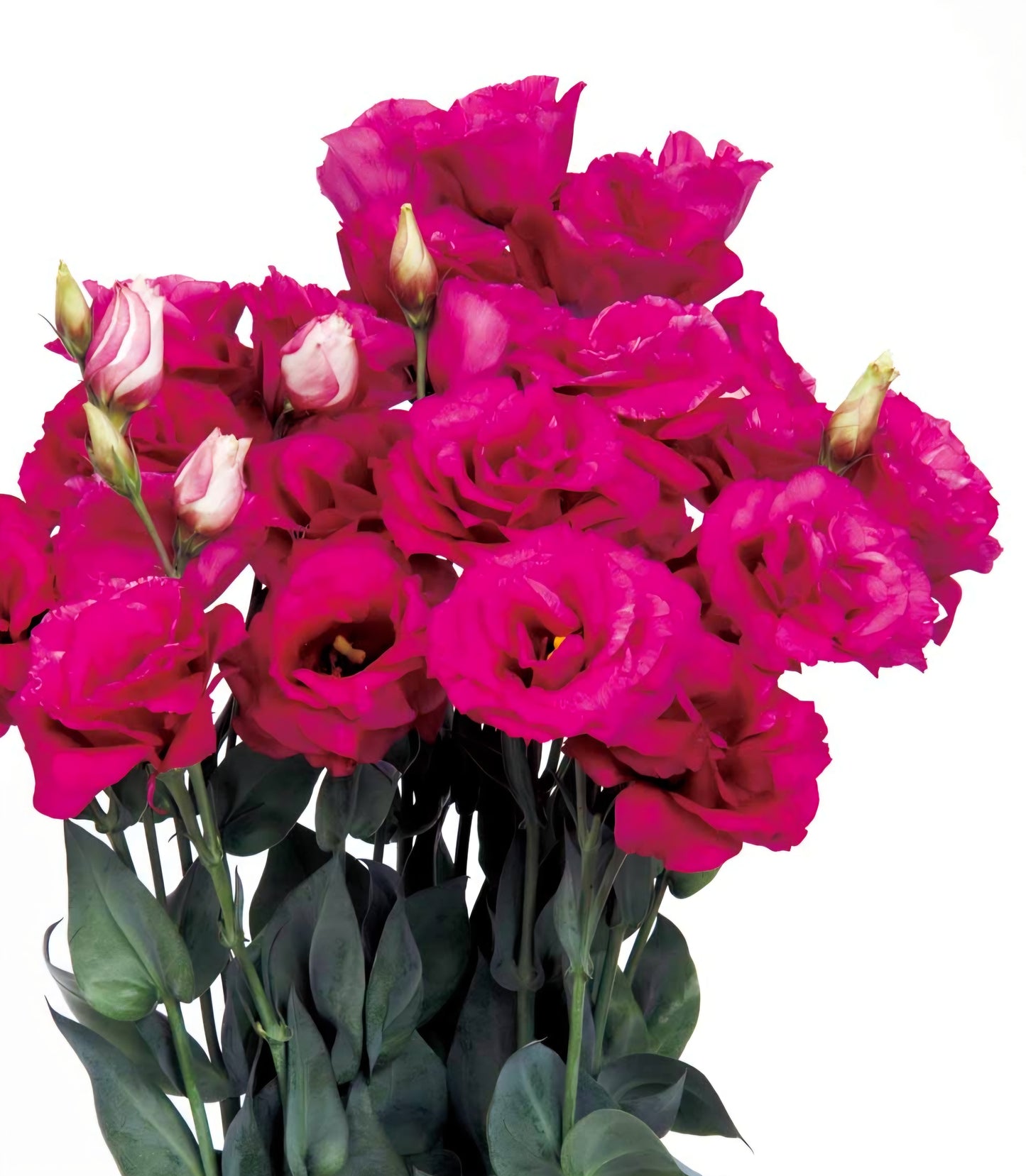 Lisianthus Mariachi Carmine Plugs